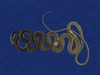 藏品(細紋南蛇)的圖片